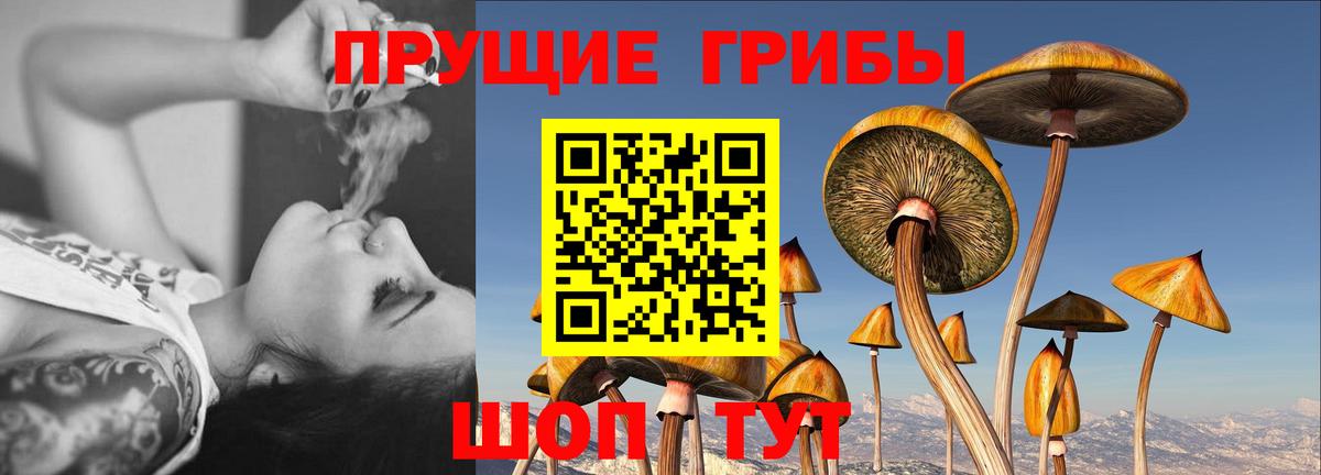 Псилоцибиновые грибы мицелий  Вход с VPN  Новоалександровск 